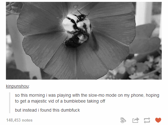 7. Tấm ảnh chú ong thất bại nhất năm này bắt nguồn từ Tumblr và đã từng gây bão trên 9gag sau khi một người dùng repost nó.