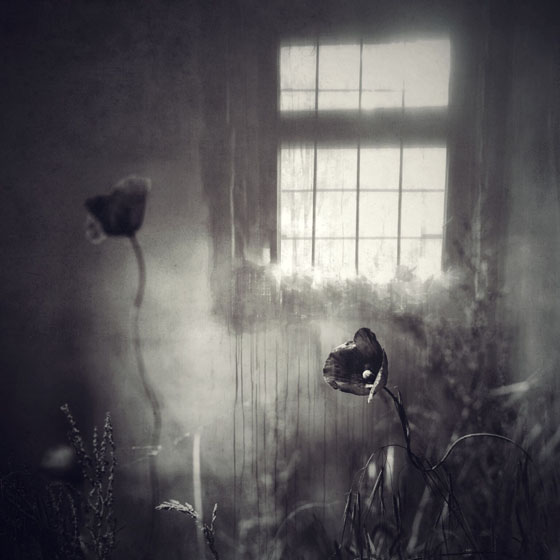 Flower iPhone Photos 9