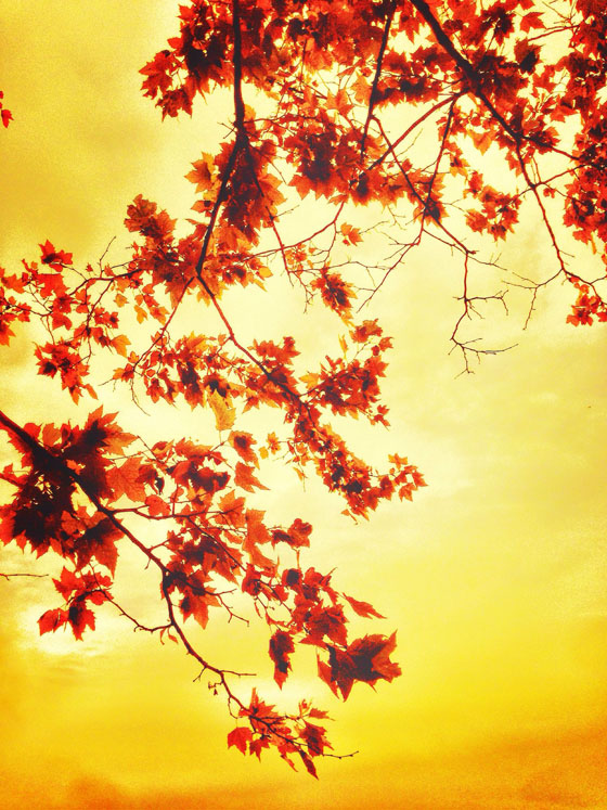 iPhone Photos Sun 15