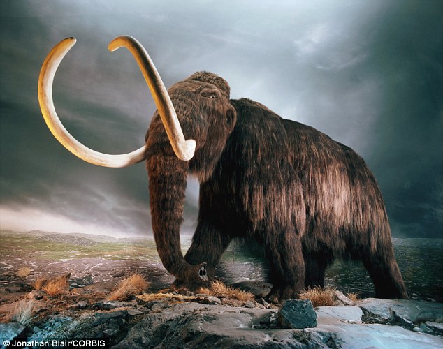 Voi mamút đã từng phổ biến trên khắp Bắc Mỹ, Bắc Á và châu Âu nhưng họ biến mất khoảng 10.000 năm trước đây vào cuối thế Pleistocen, khi khí hậu đã trải qua những thay đổi lớn