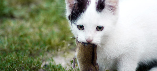 This Is The One Thing That People Never Understand About Cats