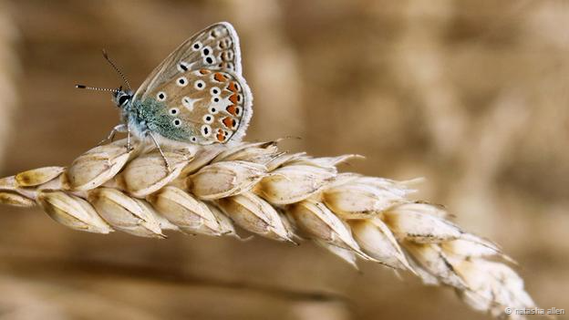 Một con bướm đậu trên bông lúa mỳ. Ảnh Natasha Allen