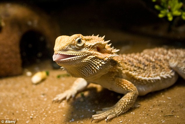 Until now, bearded dragons had their gender based on chromosomes.