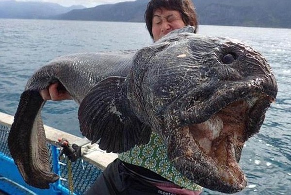  Con cá khổng lồ mà ông Hirasaka bắt được trên bờ biển Hokkaido. 