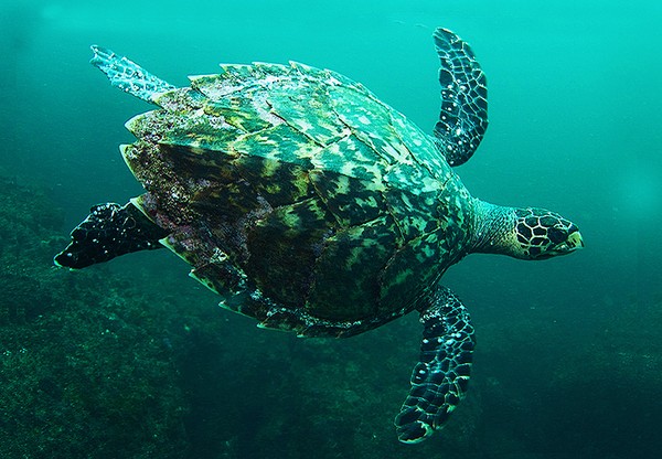  Đồi mồi - loài rùa biển quý hiếm đang gặp nguy cấp trên thế giới 