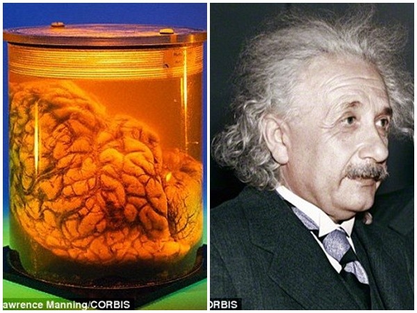  Dù có một bộ não to cỡ cái hũ bên trái, bạn cũng chưa thể thông minh được như Einstein 