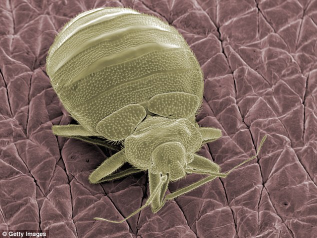 Đóng lên một rệp trên skin.People có hình ảnh này mà chỉ có một số ít các loài côn trùng và các loài vi khuẩn ăn phế nhân , Laura Martin, tác giả chính của bài báo và một sinh viên sau đại học trong lĩnh vực tài nguyên thiên nhiên nói.