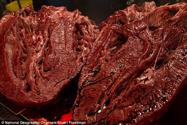 Các chuyên gia sẽ đối mặt với những thách thức trong việc cưa xương khổng lồ thông qua các động vật đã tuyệt chủng của, lội qua máu và thậm chí đối phó với mùi áp đảo của các bộ phận bên trong của nó (Model của trái tim T-Rex của ảnh)