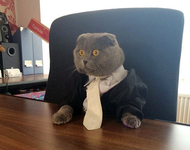Chú mèo Bossy hiện là giám đốc truyền thông của công ty Catbox.