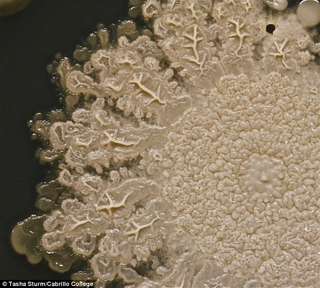 Một đóng lên của một trong các thuộc địa lớn nhất, có thể Bacillus - một hình que vi khuẩn sống trên bàn tay của chúng tôi