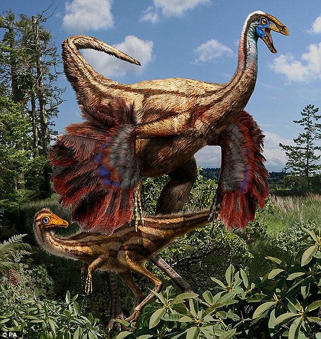 Research in the past few years has suggested that some dinosaurs had feathers, although they werent able to fly. Shown is an artists impression of feathered ornithomimid dinosaurs