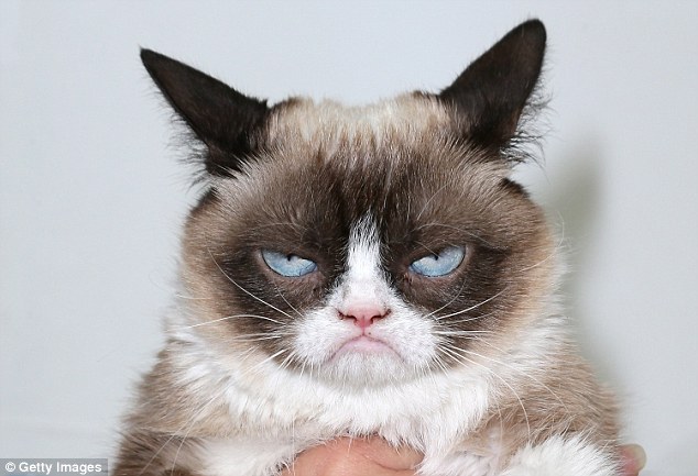 From Lil Bub to Grumpy Cat (pictured), online feline stars arent just entertaining, watching them could make people healthier. This is according to a new study that found cat footage boosts viewers energy