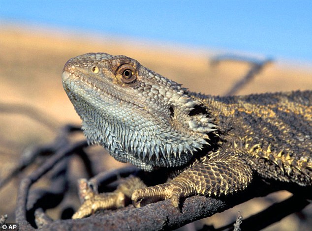 Rising temperatures are causing Australian Central Bearded Dragons that are genetically male to hatch as females and give birth to other lizards.