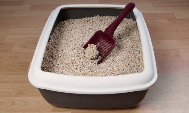 5-kitty-litter-177207793-632x377