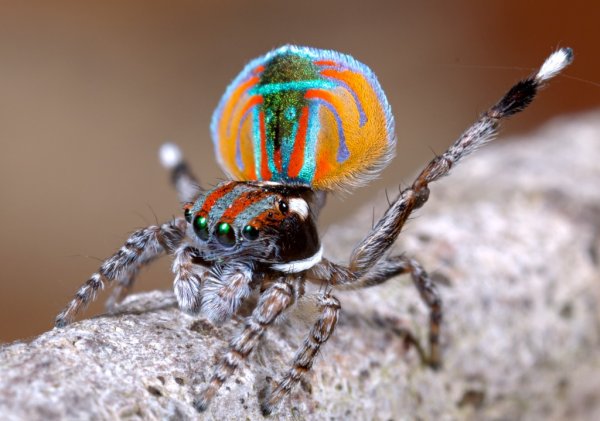 Peacock spider