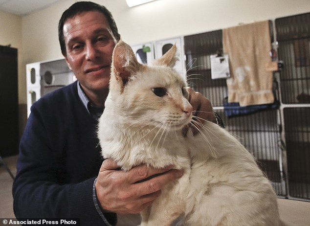 Cats are happy, calm or friendly when its whiskers are naturally out to the side. says Dr. Gary Weitzman, president and CEO of the San Diego Humane Society and SPCA and author of the new National Geographic book How to Speak Cat, pictured with Thorton, a male resident of the Humane Society shelter.