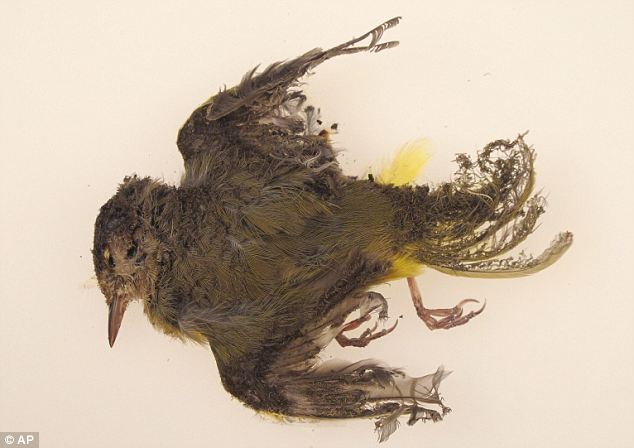Some 130 birds were injured during the tests, which began on January 14, Rudy Evenson, deputy chief of communications for Nevada Bureau of Land Management said. They are known as streamers because of the smoke trails people can see as they fly. This streamer was found at Ivanpah solar plant in California