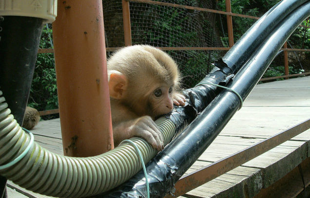 Monkeys Cant Stop Eating Indias Delicious Fiber Optic Cables