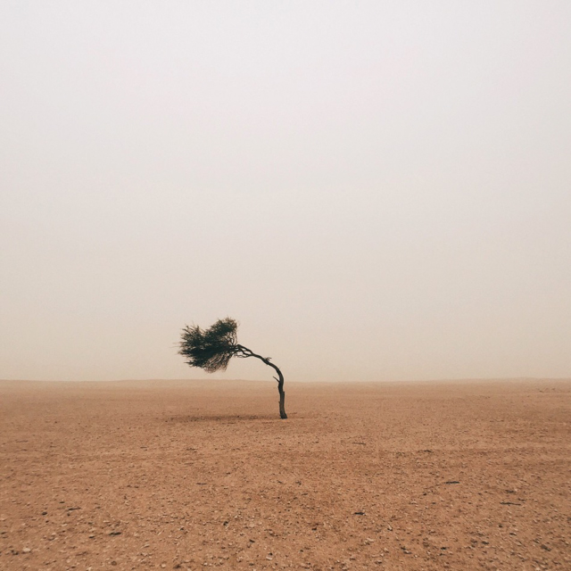 11. Chủ đề Cây cối: ảnh chụp bởi Ruairidh McGlynn đến từ Edinburgh, Anh. 11. Chủ đề Cây cối: ảnh chụp bởi Ruairidh McGlynn đến từ Edinburgh, Anh.