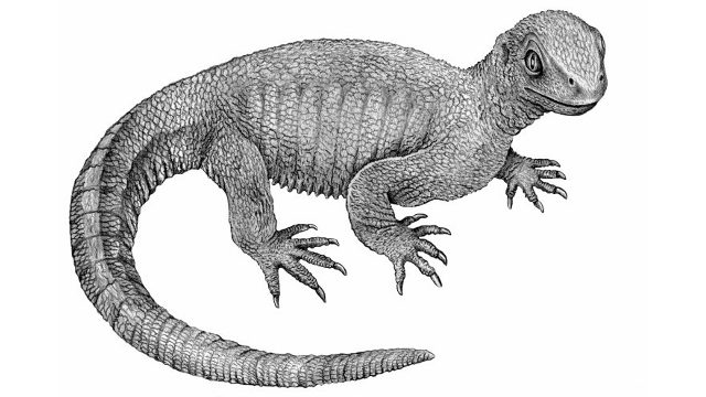  Hóa thạch của loài Pappochelys mới được tìm ra trở thành mắt xích còn thiếu giữa 2 loài sinh vật cổ đại khác 