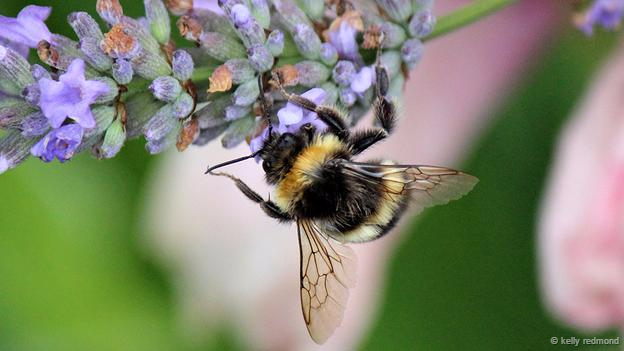 Một chú ong trên bông hoa oải hương. Ảnh Kelly Redmond.