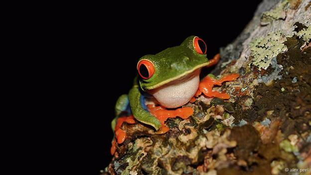 Một con ếch trên cây tại Arenal Volcano, Costa Rica. Ảnh