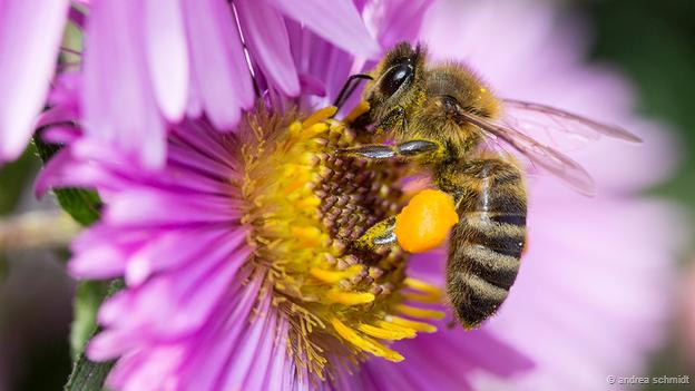Loài ong mật đang lấy phấn hoa. Ảnh Andrea Schmidt