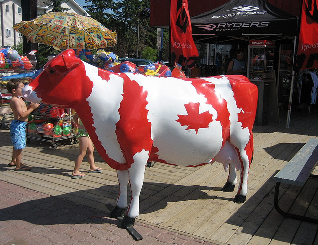 Có thể bò Canada sẽ xuất hiện trong buổi phỏng vấn và làm khó bạn lắm chứ?