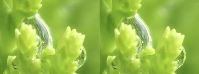 So sánh 2 chuẩn ảnh JPEG (trái) và JPEG 2000 (phải).