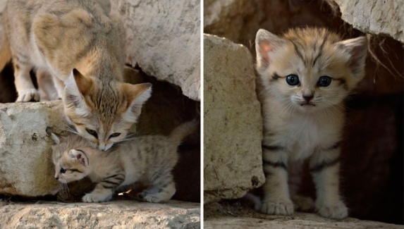 http://cdn.zmescience.com/wp-content/uploads/cache/2015/07/sand-cats-kittens-forever-101/621683882.jpg