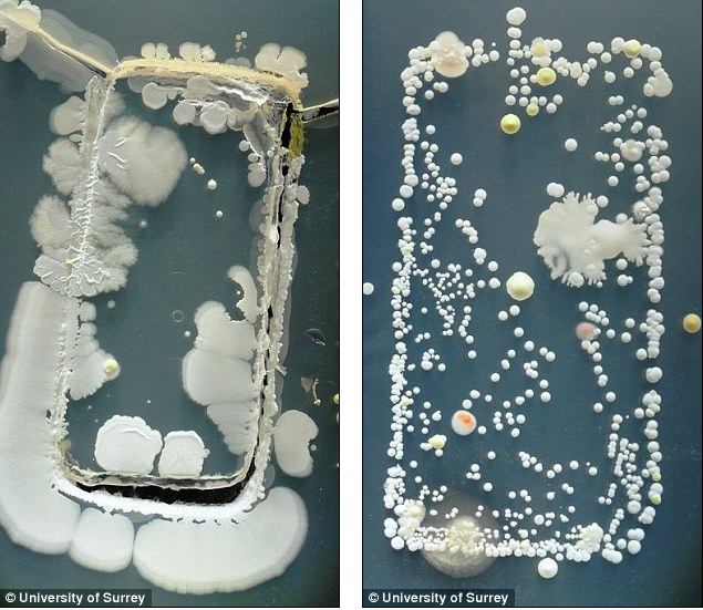 Sự phát triển của vi khuẩn trên smartphone sau 3 ngày trong đĩa Petri.
