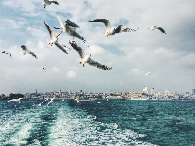 Nhiếp ảnh gia người Nga - Olga Nazarova đã bắt được khoảnh khắc đàn chim bay rất đẹp.