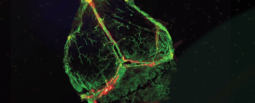  Hình ảnh phát sáng của mạch bạch huyết, ảnh: trường Đại học Virginia. 