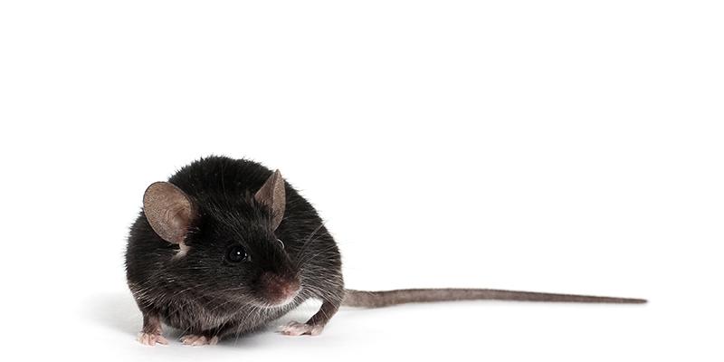  Thử nghiệm trên chuột cho kết quả rất khả quan 