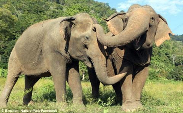  Hai chú voi Jok và Mae Perm nô đùa với nhau 
