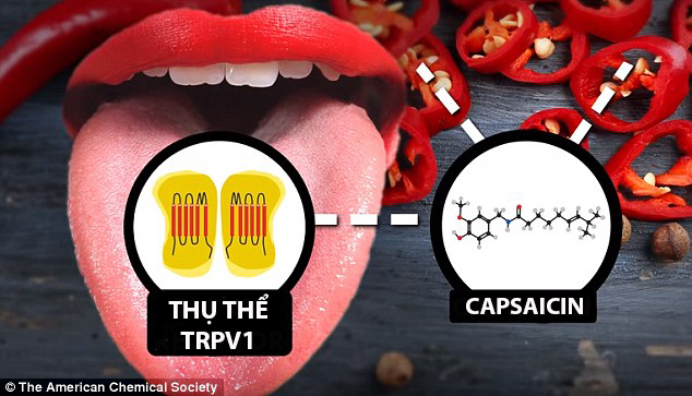  Capsaicin tiếp xúc với thụ thể trong miệng khiến bạn cảm thấy cay và đổ mồ hôi 