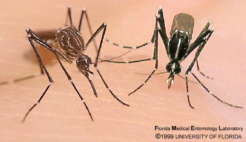 Muỗi Aedes aegypti và Aedes albopictus