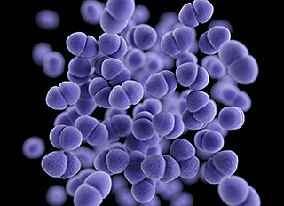 Vi khuẩn Enterococcus