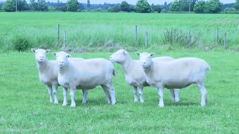 Bốn hậu duệ của cô cừu nhân bản Dolly giờ đang thế nào? - Ảnh 3.