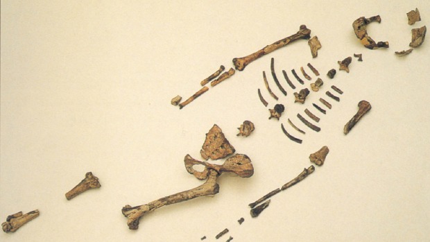  Bộ xương hóa thạch còn lại khá hoàn chỉnh của Lucy. 