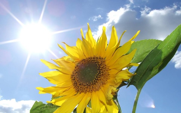 Top 127+ hình ảnh hoa hướng dương hướng về mặt trời