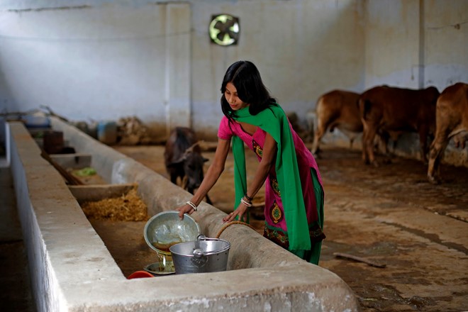  Susheela Kumari làm công việc hứng nước tiểu bò trong trang trại ở&nbsp;thành phố Bulandshahr, bang Uttar Pradesh, Ấn Độ. Ảnh: Bloomberg. 