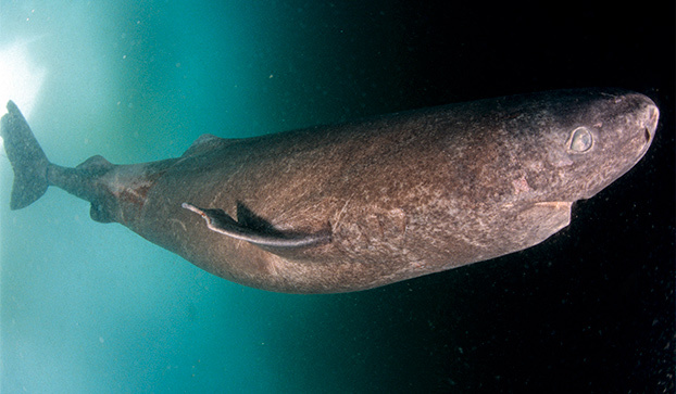 Cá mập Greenland, loài động vật có xương sống với tuổi thọ cao nhất.