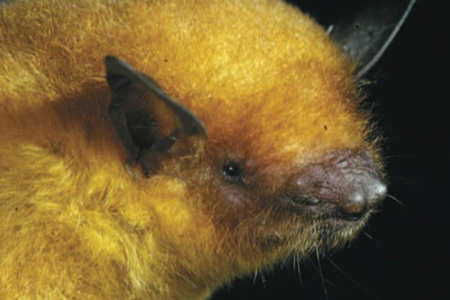 Vàng Bat Bolivia 2014 08 26