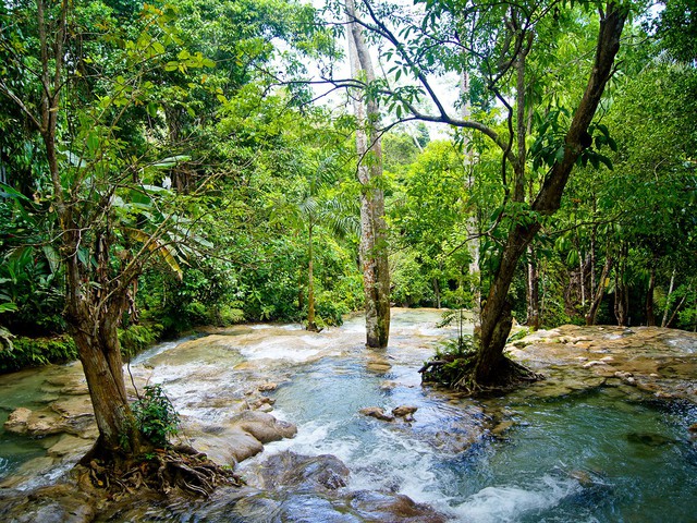 Một bể carbon th&ocirc;ng thường chứa nhiều c&acirc;y xanh tại Jamaica