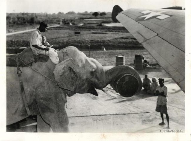 Những chú voi được sử dụng để nạp nhiên liệu cho máy bay (năm 1945).