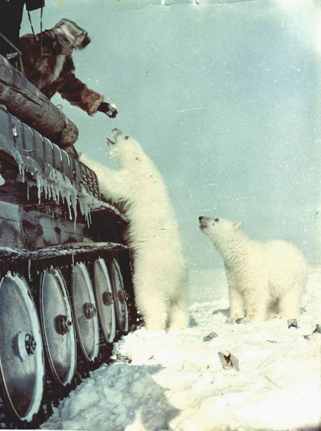 Binh lính Nga cho gấu Bắc cực ăn (năm 1950).