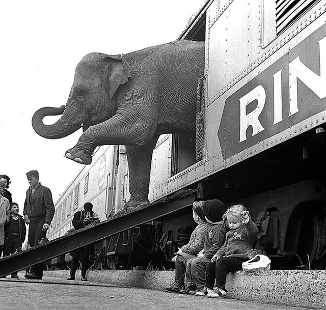 Một chú voi tại rạp xiếc bước xuống sau khi đi một chặng đường dài trên tàu (năm 1963).
