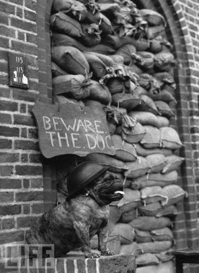 Chú chó bulldog đang đứng gác hộ những người lính Anh (năm 1939-1945).