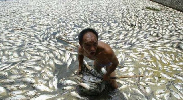 Millions of dead fish.